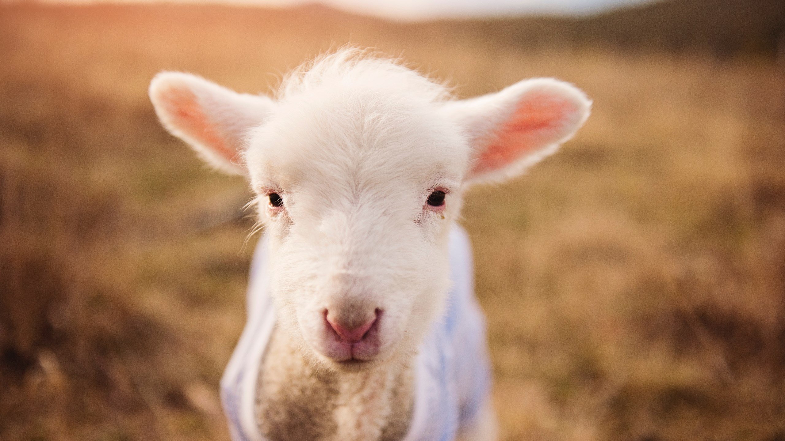 开云体育中国官方网站-球队投射和防守表现仍显稚嫩,竞争力有待提升,对于投篮准的球队如何防守