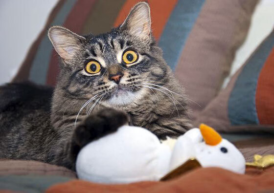 开云体育官网登入-奥斯马尔·奥尔韦拉赛场表现获教练肯定,奥马尔 奥尔蒂斯